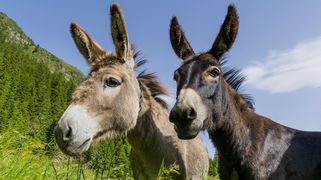 Donkey Hiking