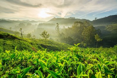 Ayurveda Kur Indien Teeplantage
