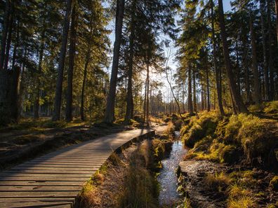 Ein schöner Waldweg entlang eines Bachs im Harz