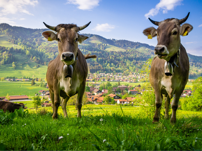 Zwei Kühe auf den grünen Wiesen in Oberstaufen am Staufenberg