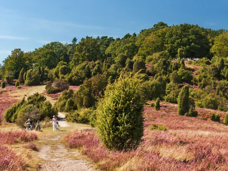Lüneburger Heide in Norddeutschland