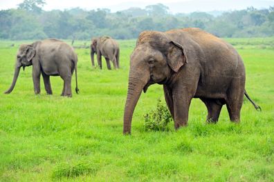 Elefanti nella natura Sri Lanka