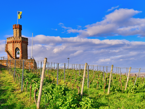 Weinanbaugebiet nahe Bad Dürkheim