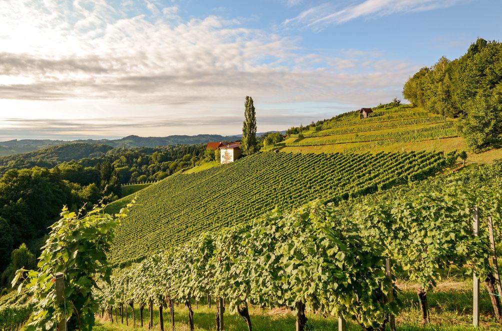 Das Weinanbaugebiet in der Steiermark