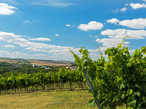 Die Weinfelder in Bad Sulza