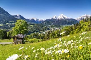 grüne Wiese mit Blumen und einer Hütte, Berge im Hintergrund 