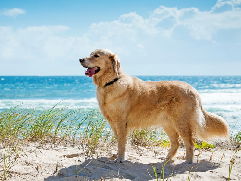 Wellnessurlaub mit Hund genießen