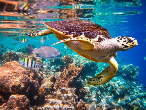 Eine Meeresschildkröte unter Wasser im Baa Atoll.