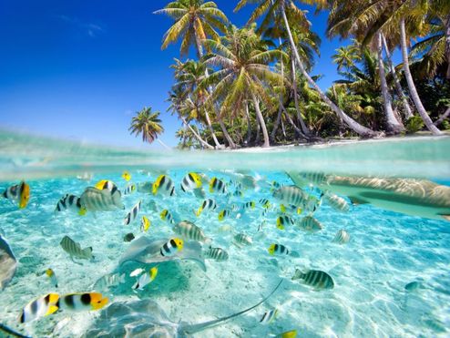 Palmenstrand und bunte Unterwasserwelt der Malediven