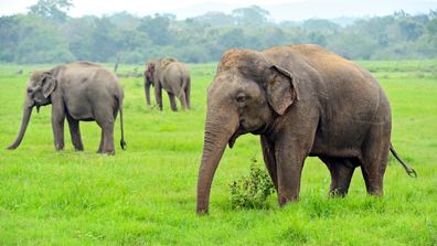 Sri Lanka Elefanten