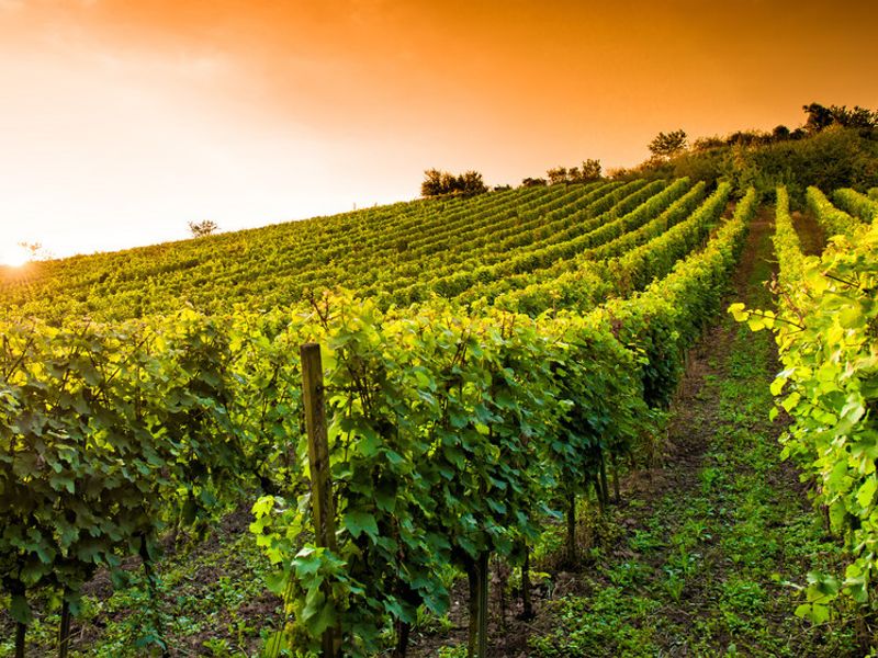 Reformationstag und Allerheiligen: Weinreben im Herbst