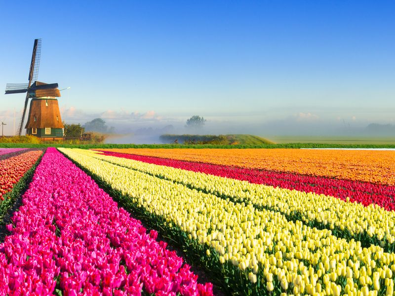Tulpenmeer in den wunderschönen Niederlanden