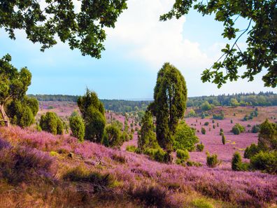 Die schönen violetten Blumenfelder der Lüneburger Heide.
