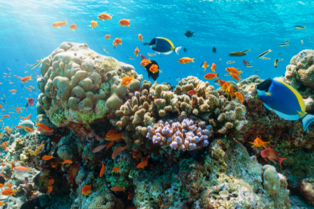 Alifu-Atoll auf den Malediven als Reiseziel für den Luxusurlaub im exklusivem 5 Sterne Hotel