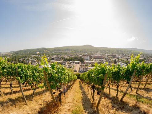 Das Weinanbaugebiet von Badenweiler