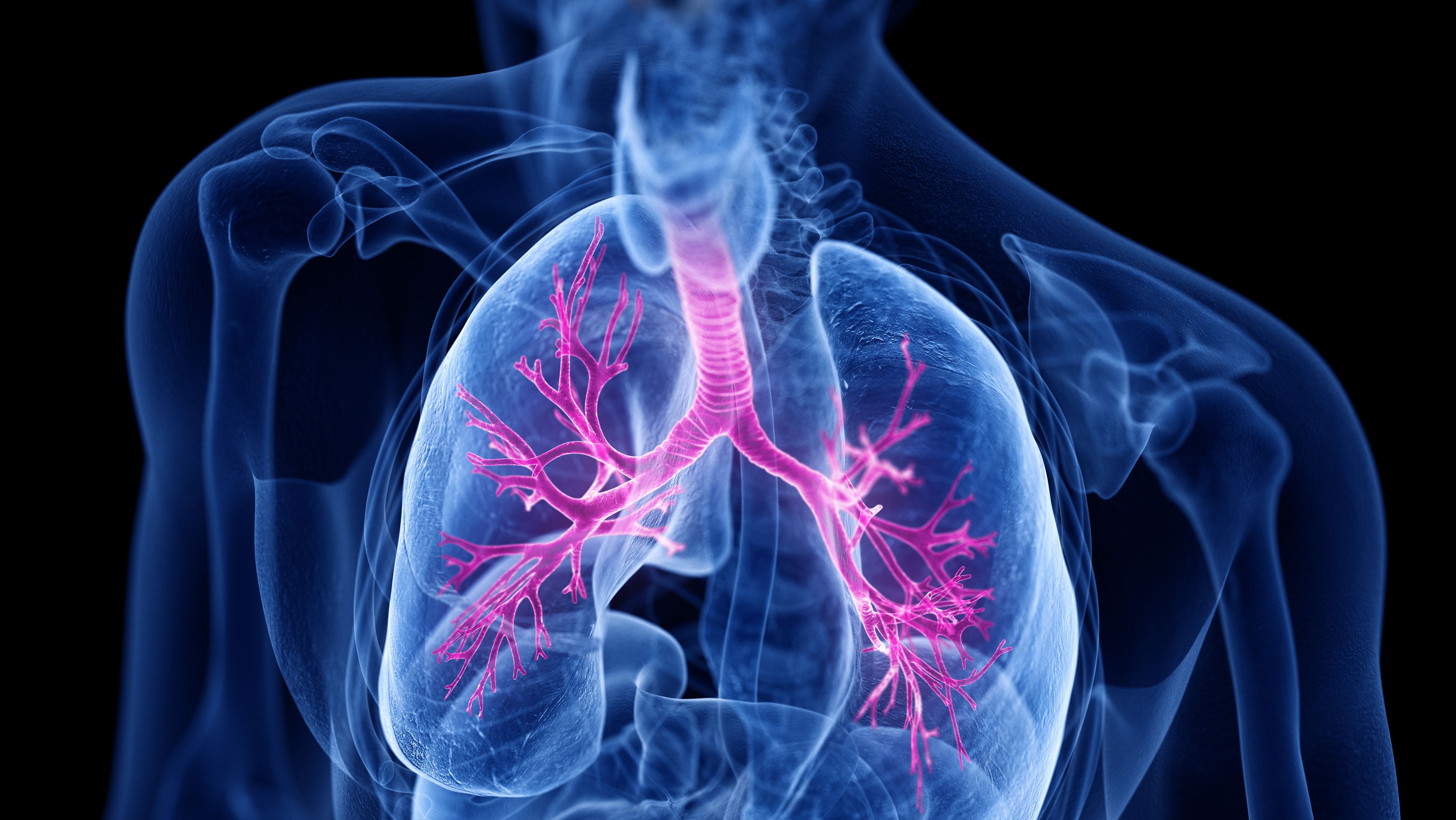 Bronchien bei Asthma