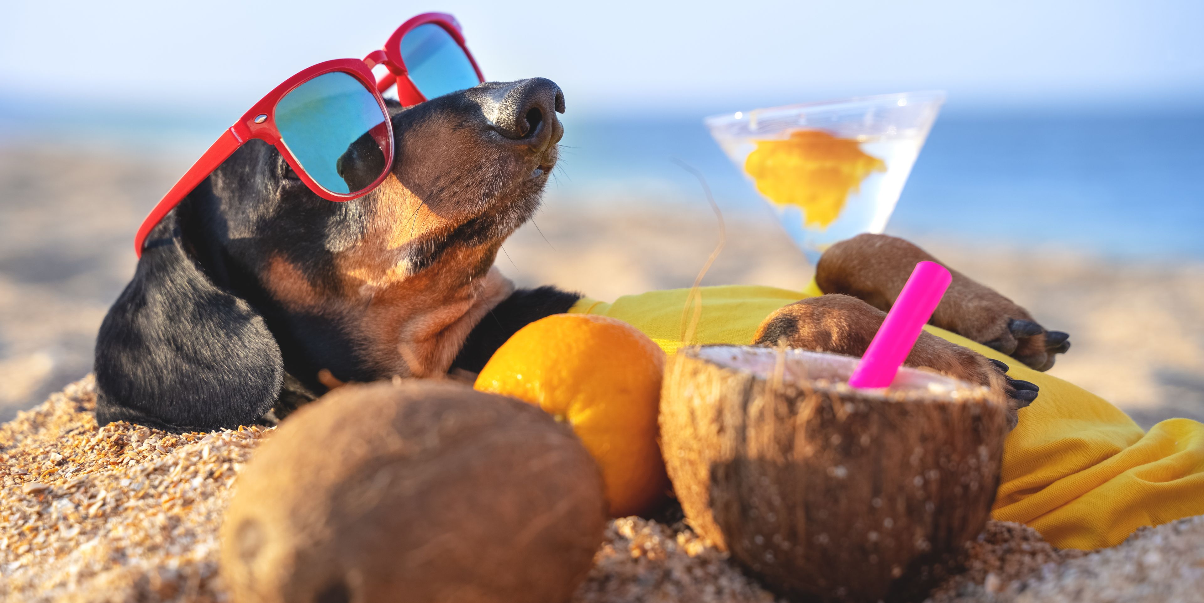 Wellness mit Hund