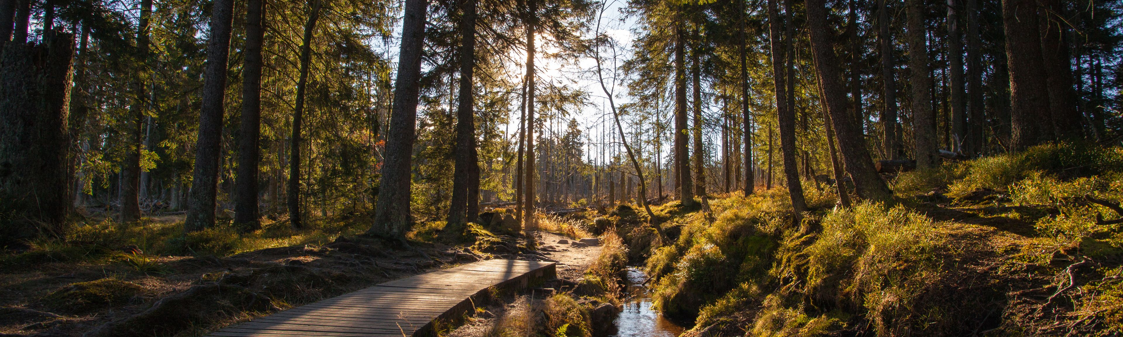 Harz