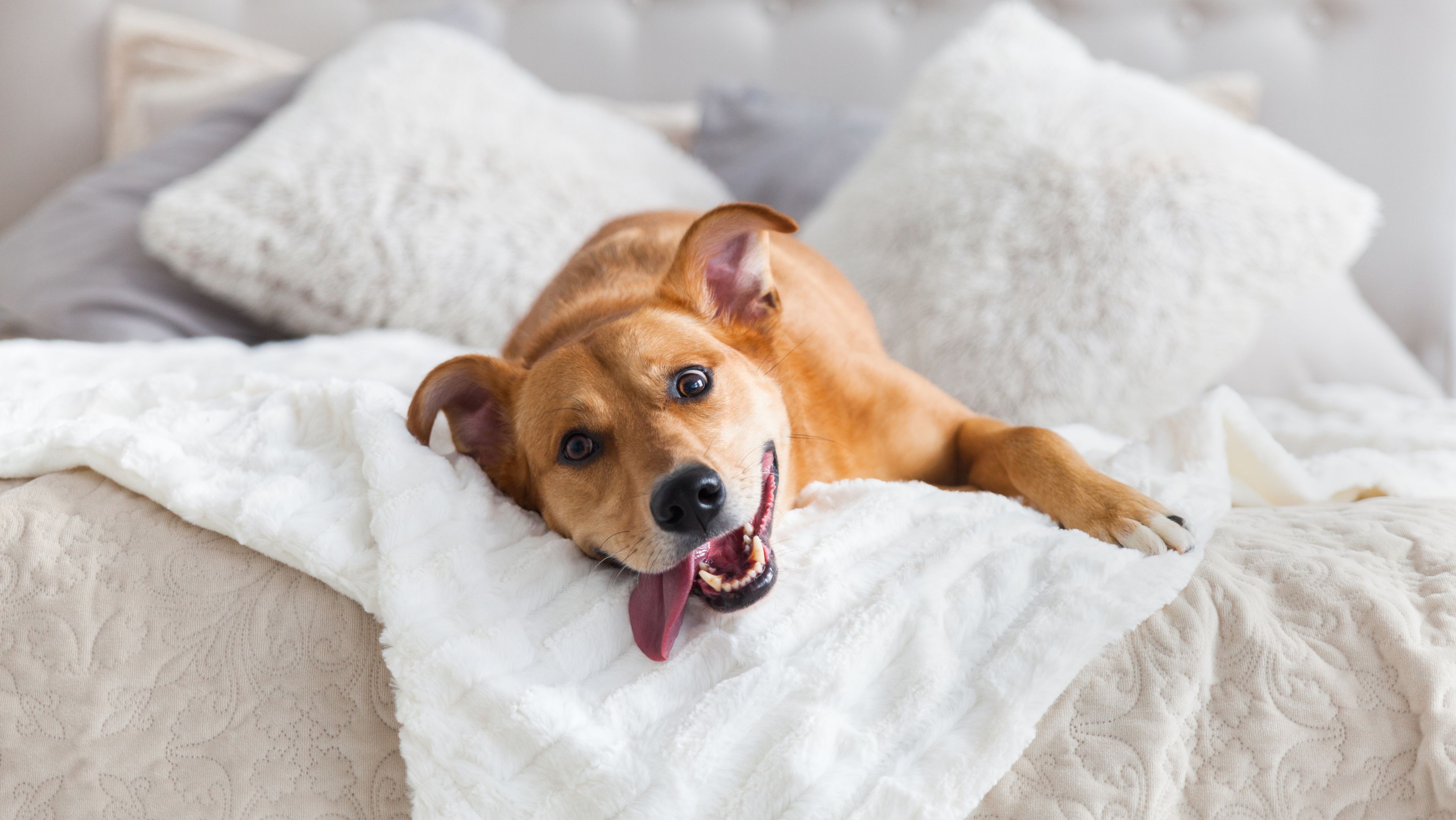 Hund mit herausgestreckter Zunge auf einem Bett liegend