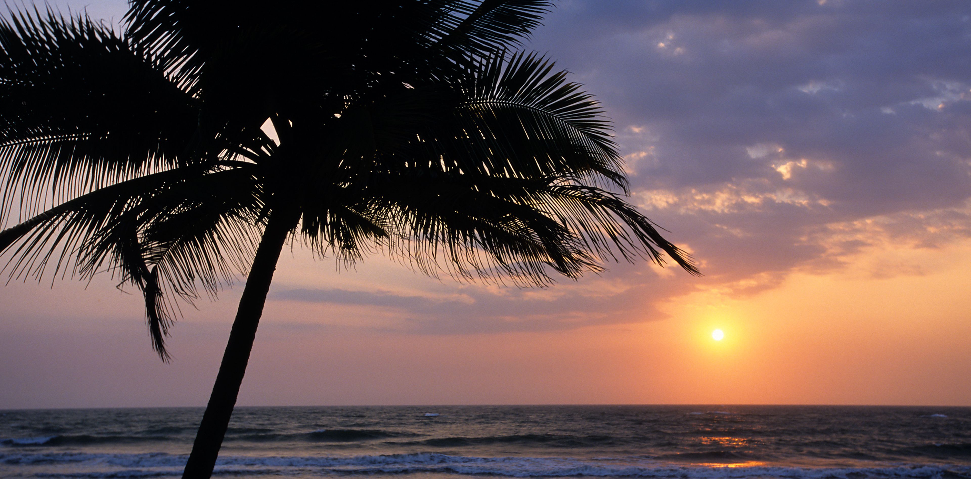 Blick auf Palme am Strand beim Sonnenuntergang