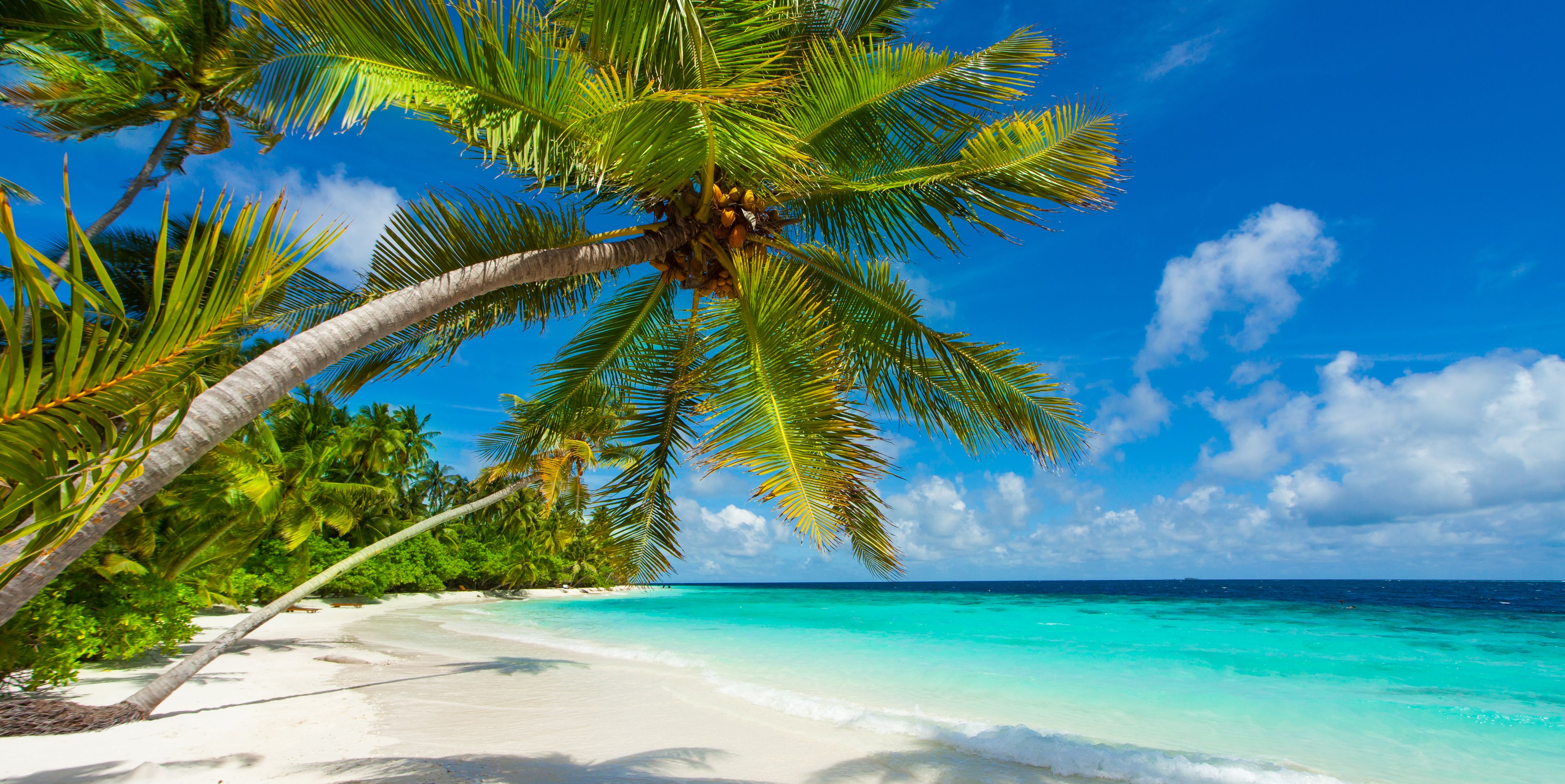 Palmen am Strand auf den Malediven