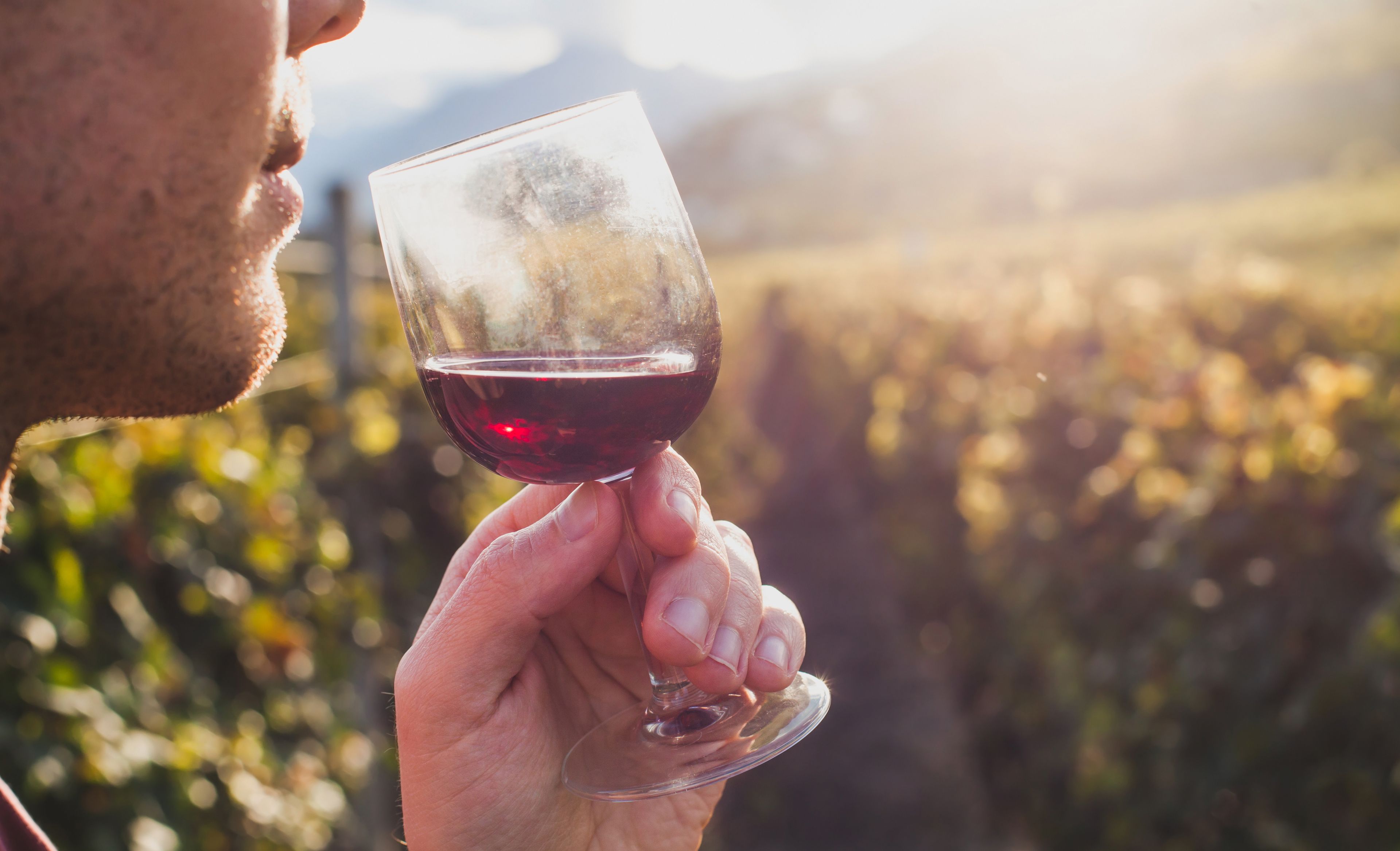 Persoon die wijn drinkt in de wijngaarden