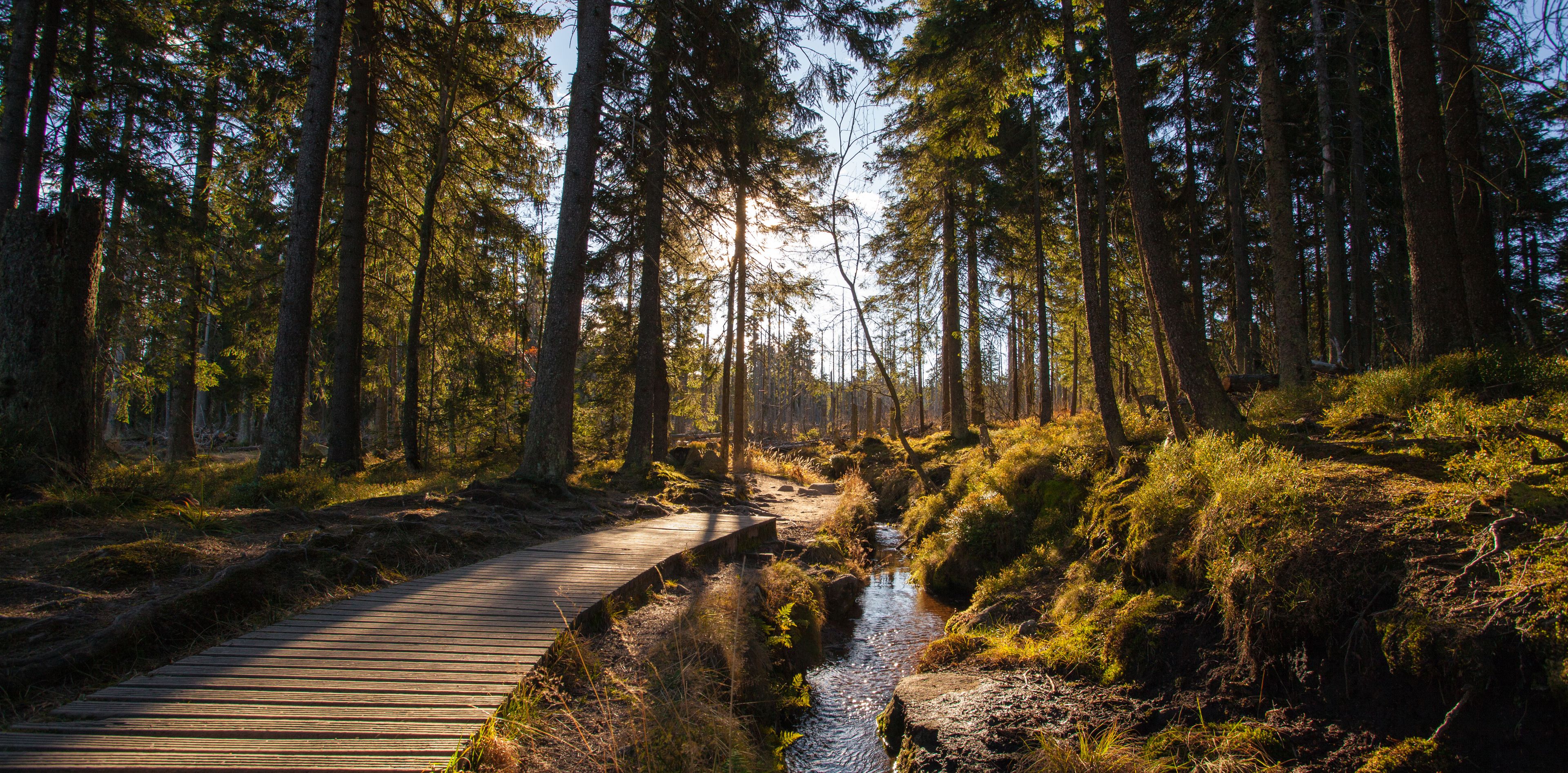 Weg durch den Harz