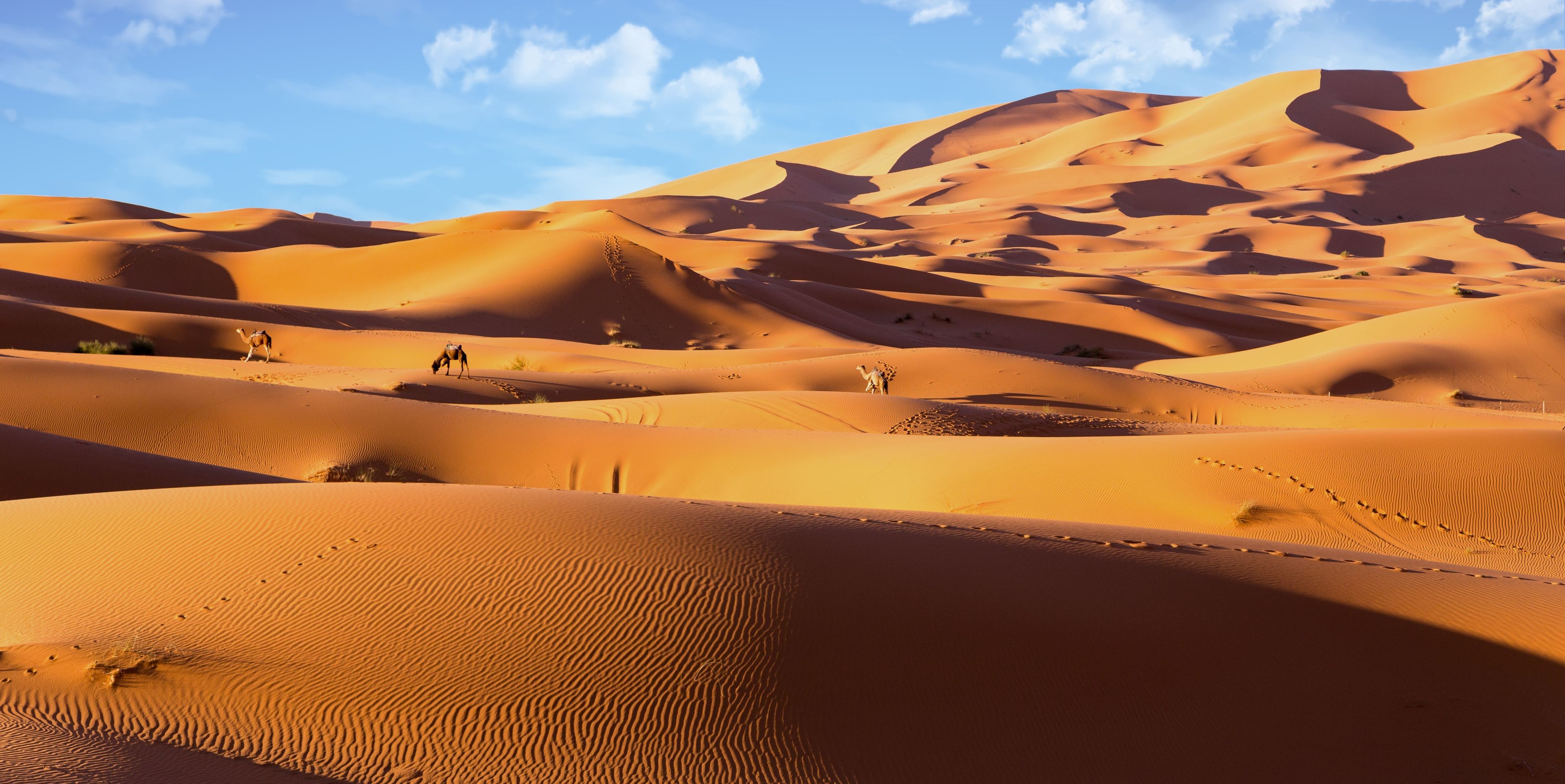 Singleurlaub in Afrika