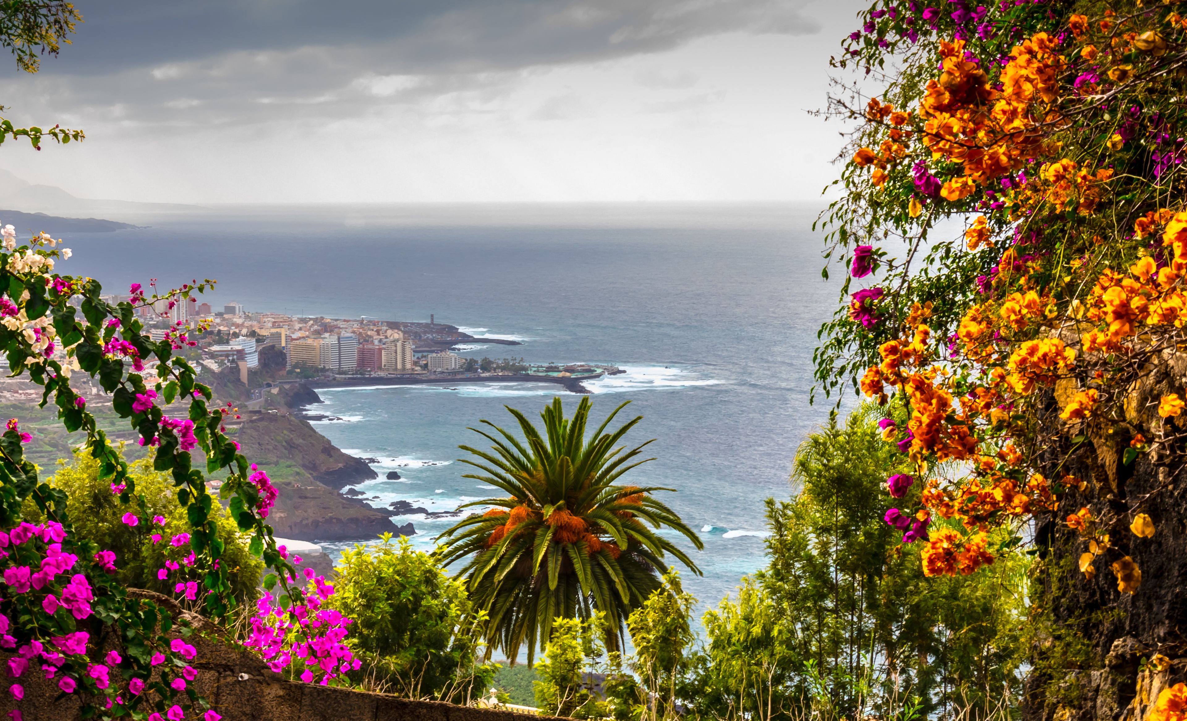Blick durch Blumen auf die Küste von Puerto de la Cruz