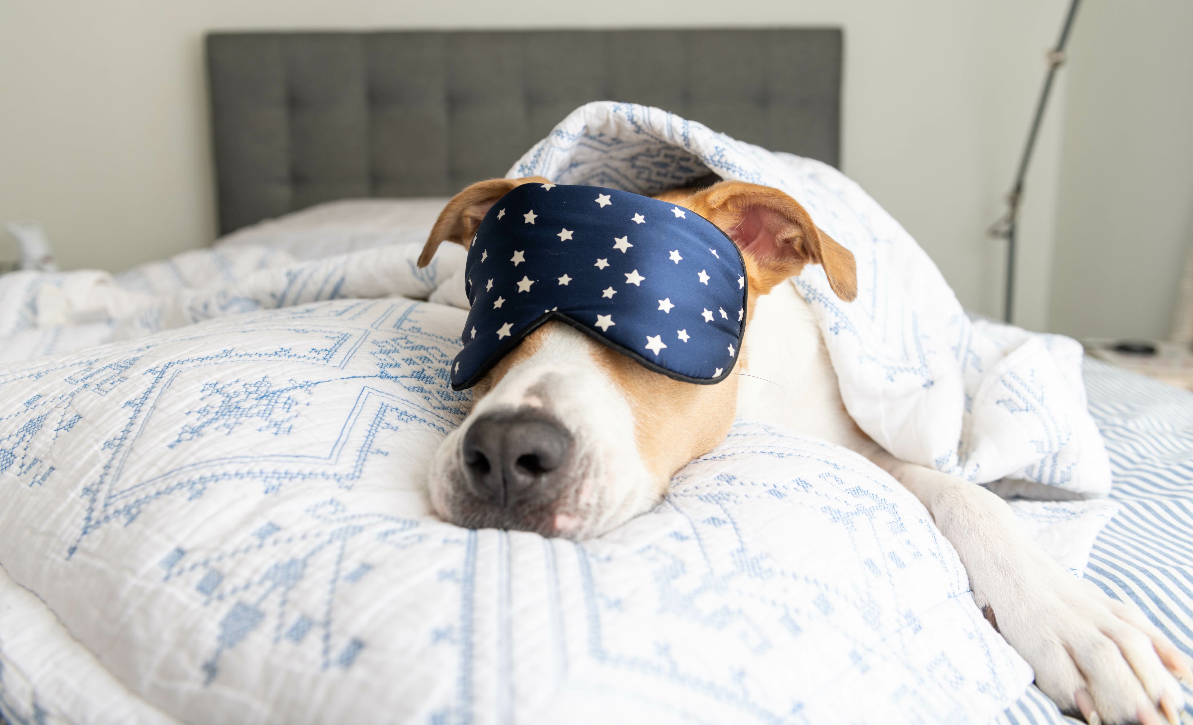 Luxusurlaub mit Hund
