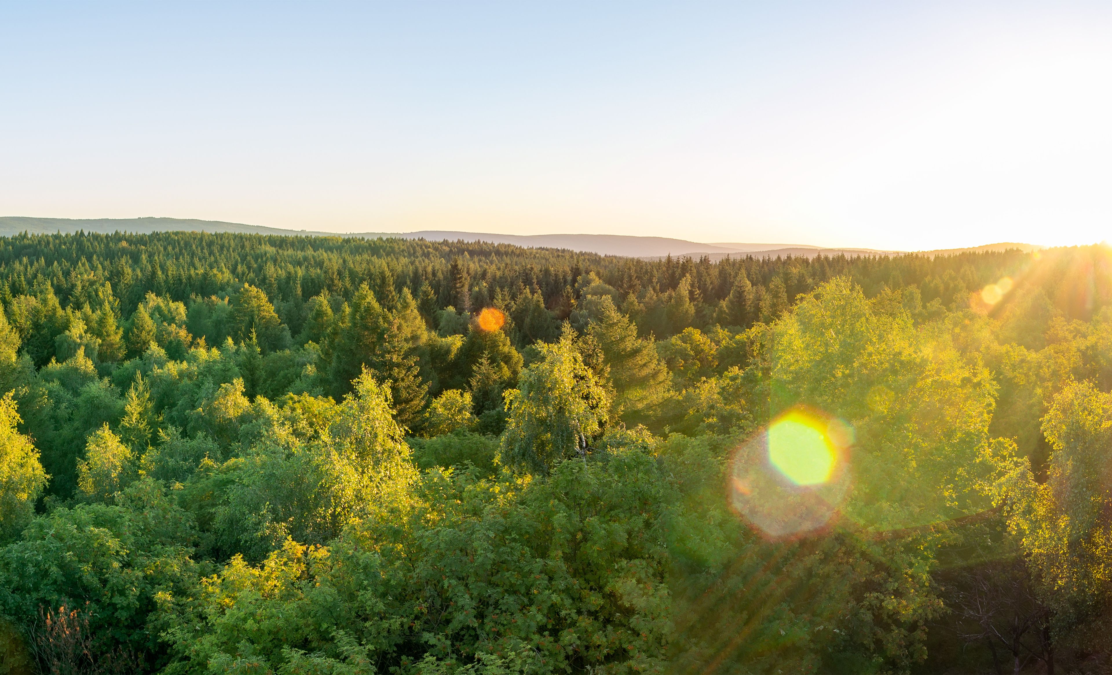 Blick über Wald in Tschechien