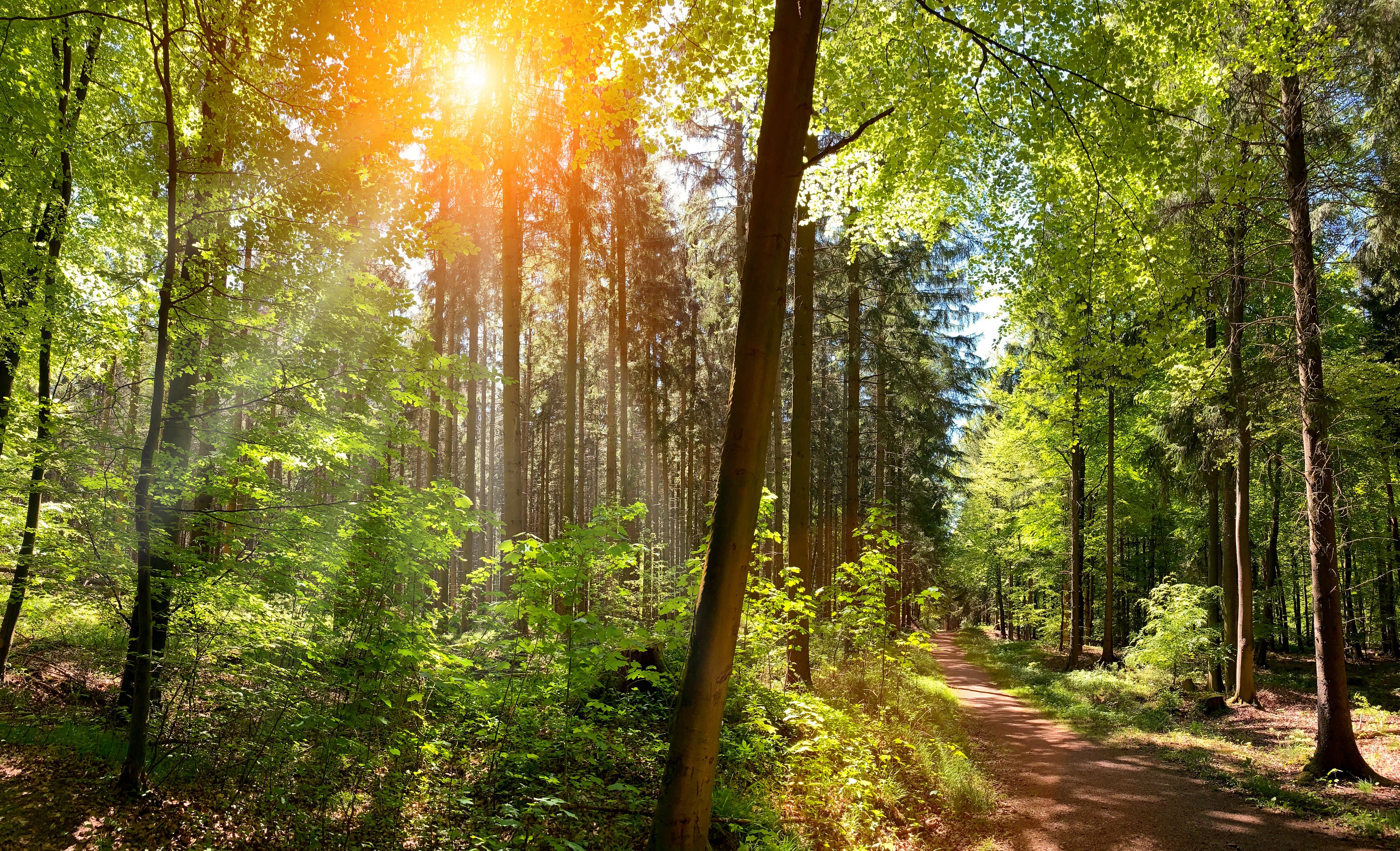 Sonne scheint durch das Blätterdach eines Waldes