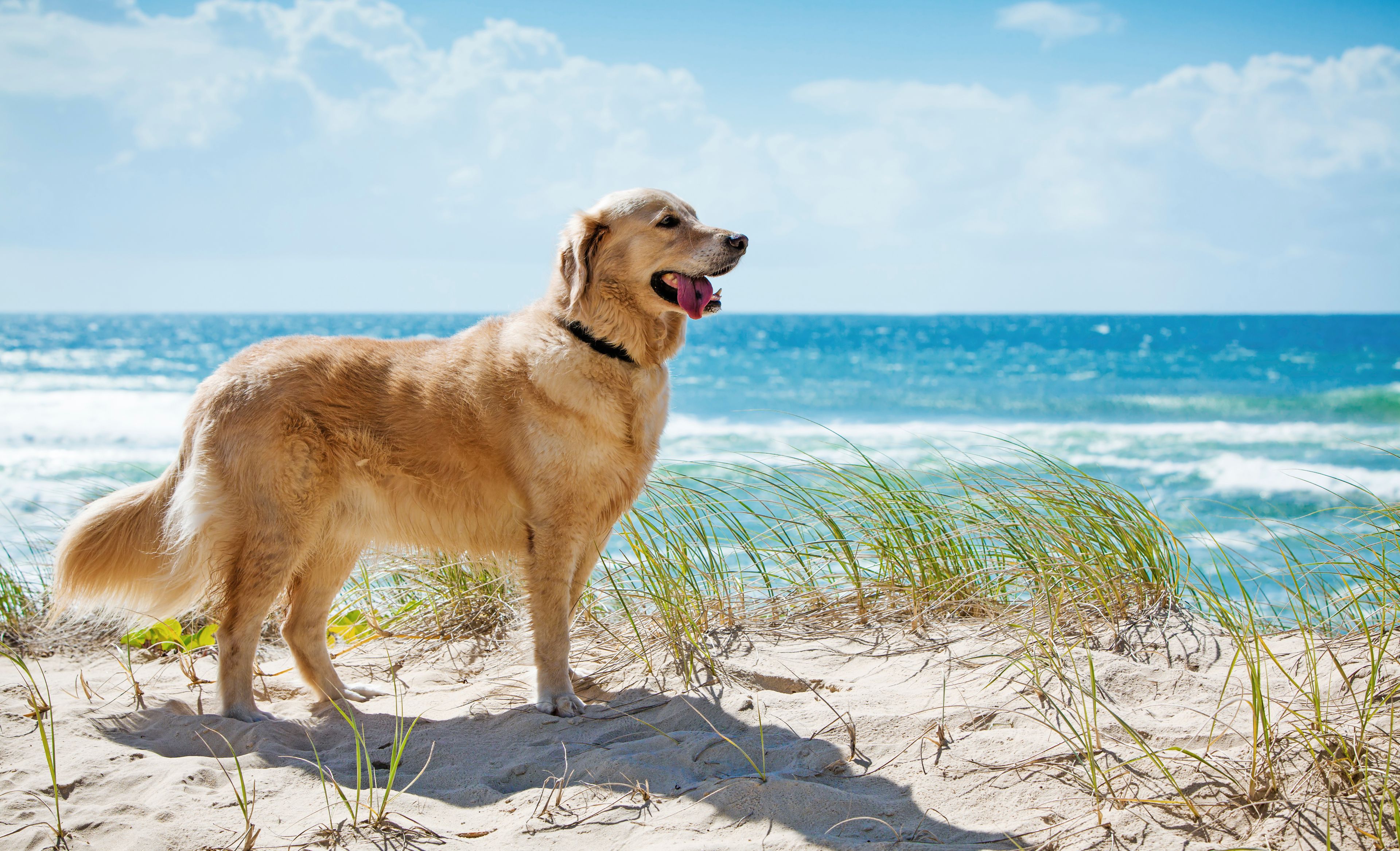 Hund auf den Dünen