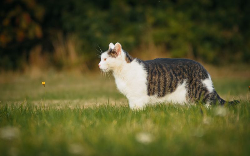 Plantation Villa at Ruxton Farm in Hereford Jetzt günstig buchen!