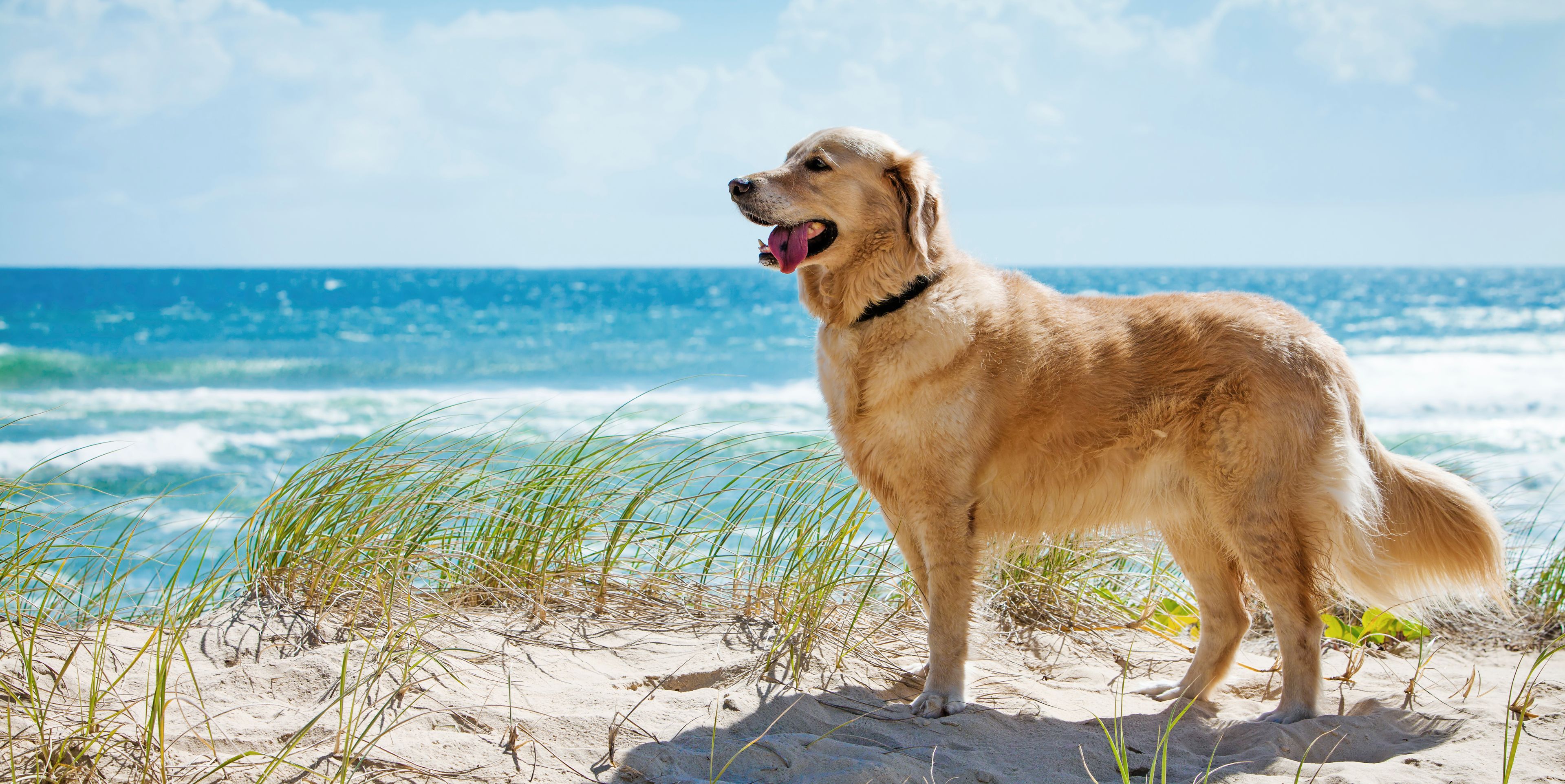 Wellness mit Hund