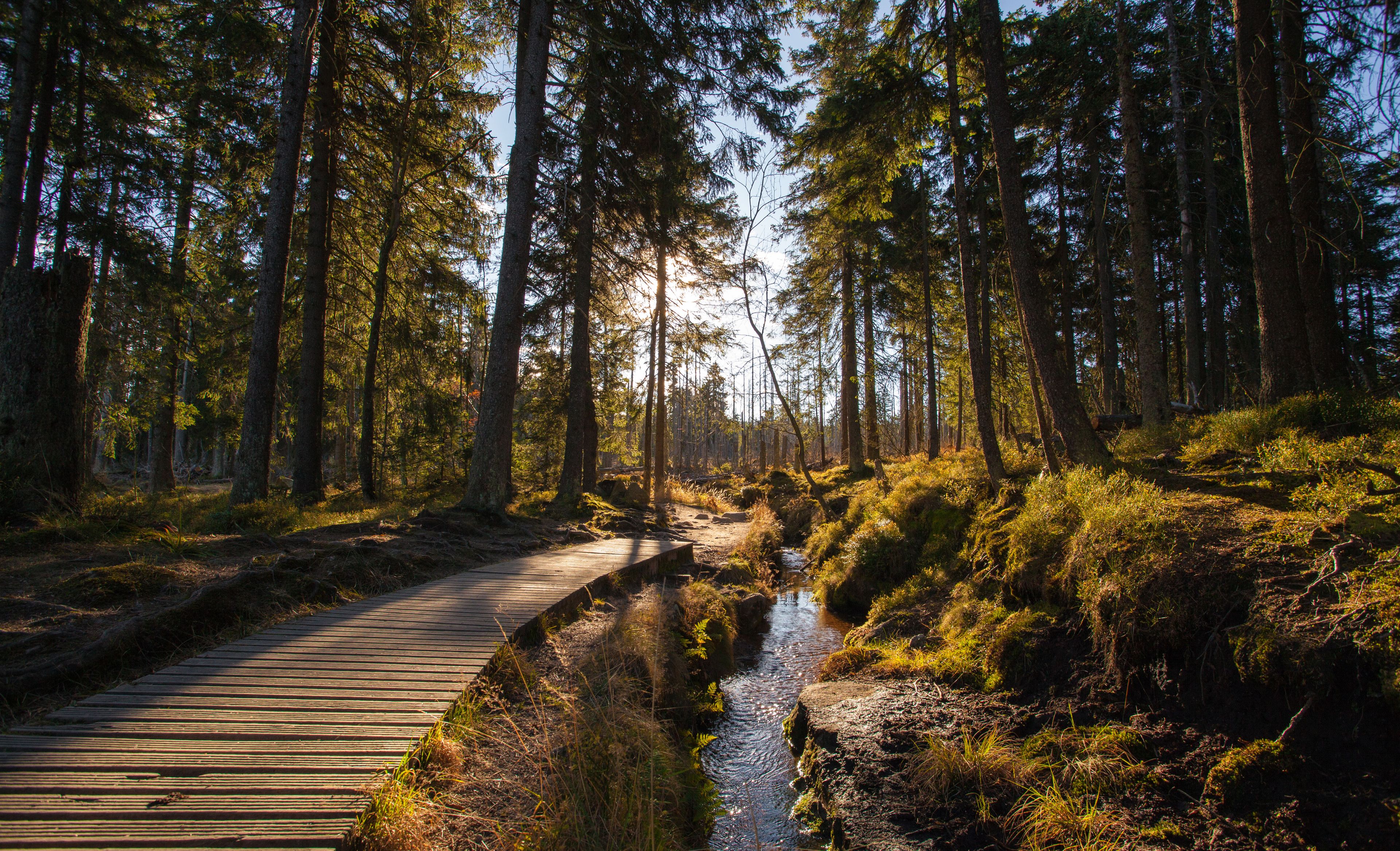Holzweg entlang eines kleinen Baches im Wald