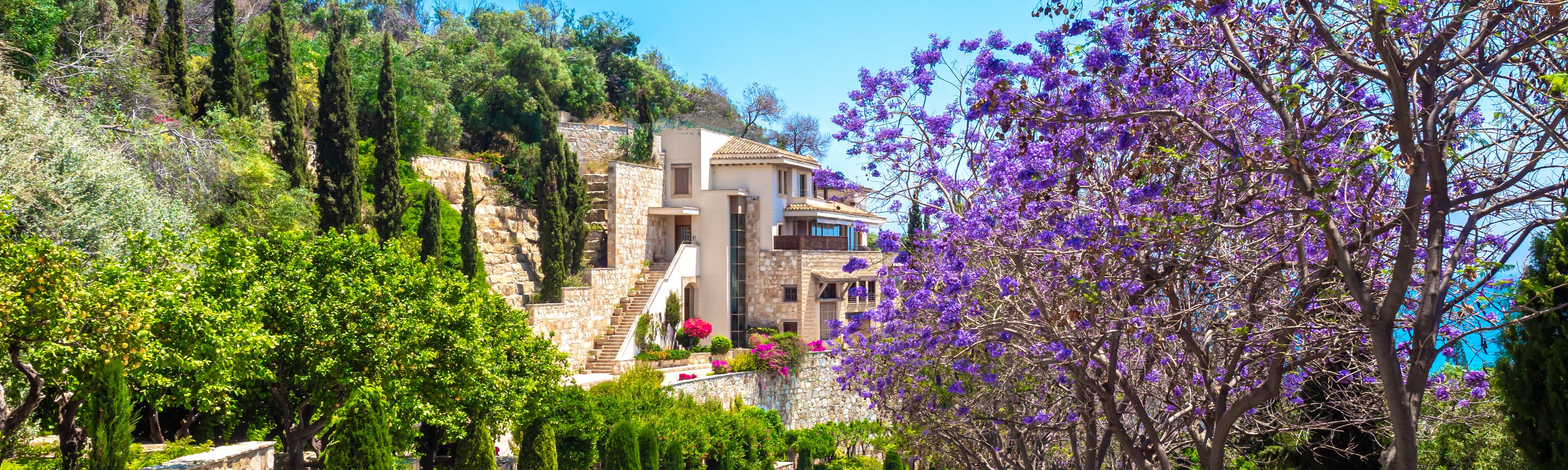 Straße auf Zypern mit einem lila blühendem Baum im Vordergrund und dem Meer im Hintergrund