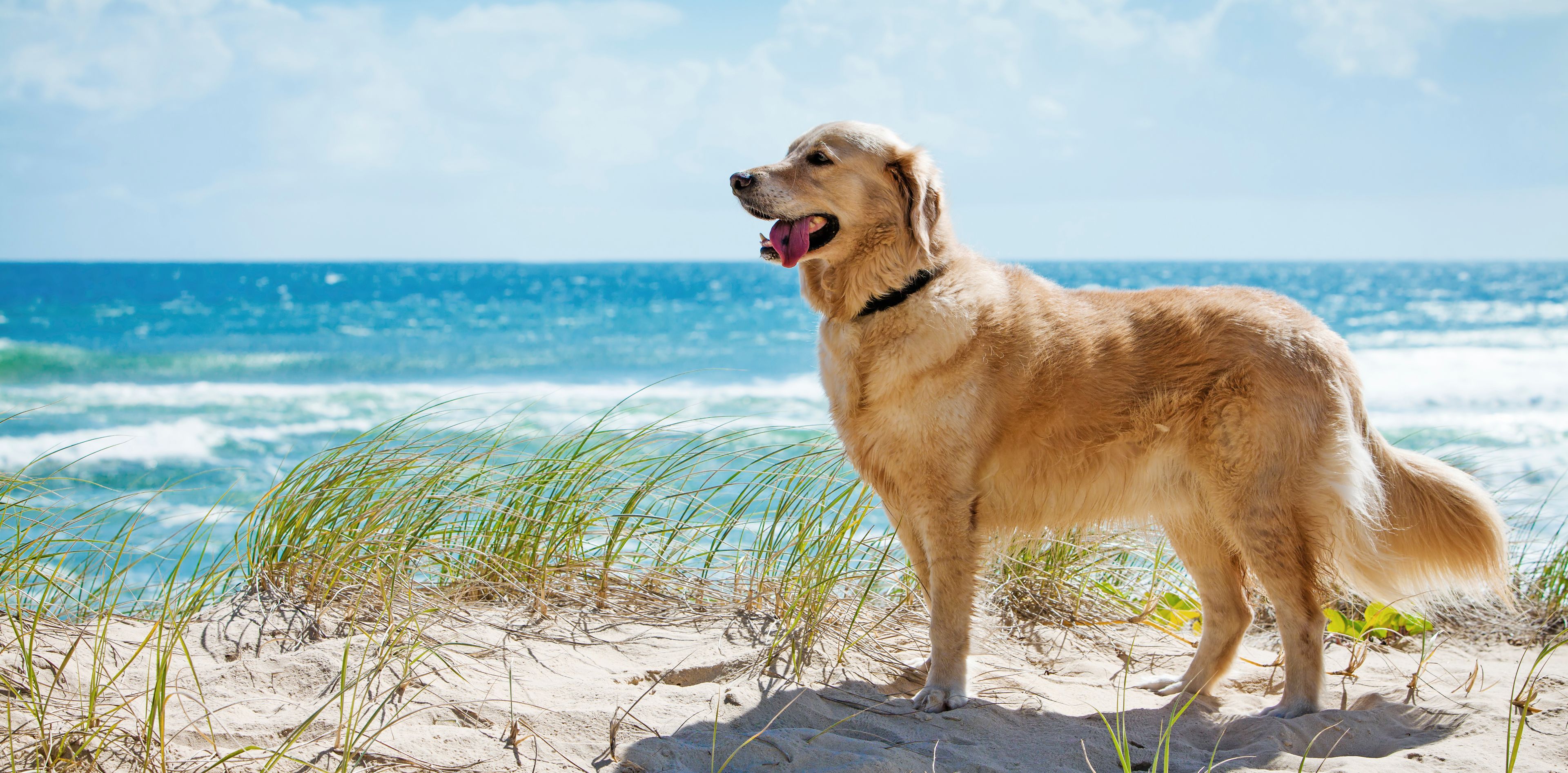 Strandurlaub mit Hund