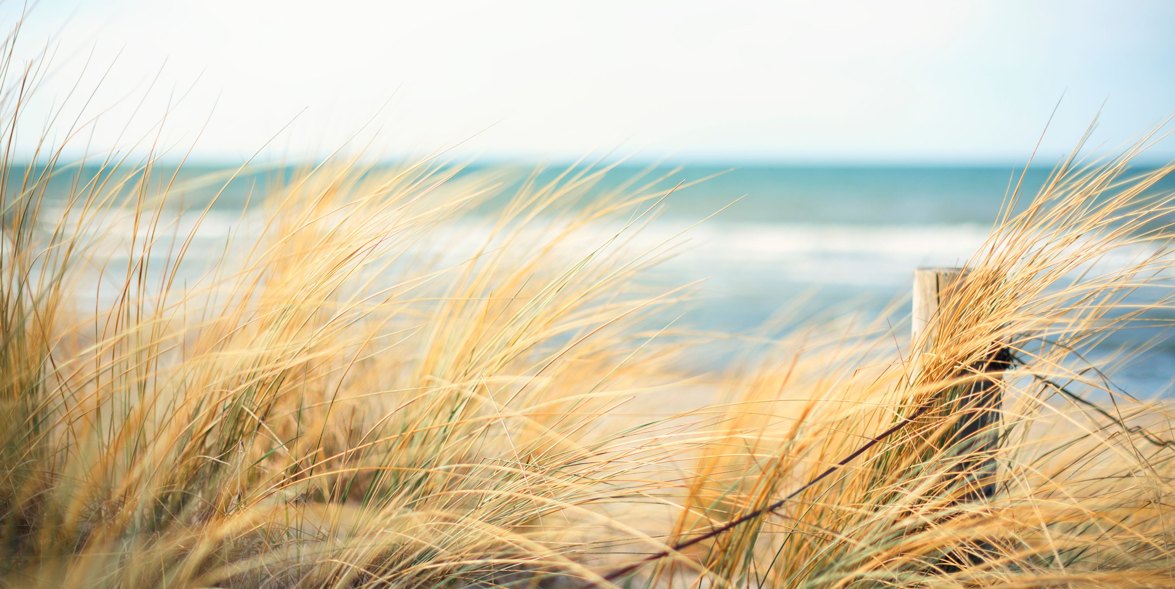 Blick durch Dünengras auf die Nordsee