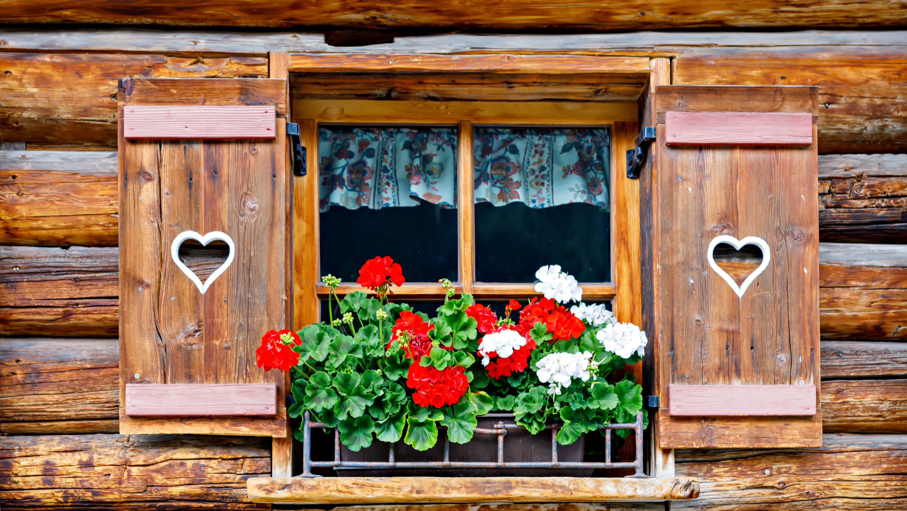  Typische bayerische Holzfenster mit roten Geranienblumen am Haus 