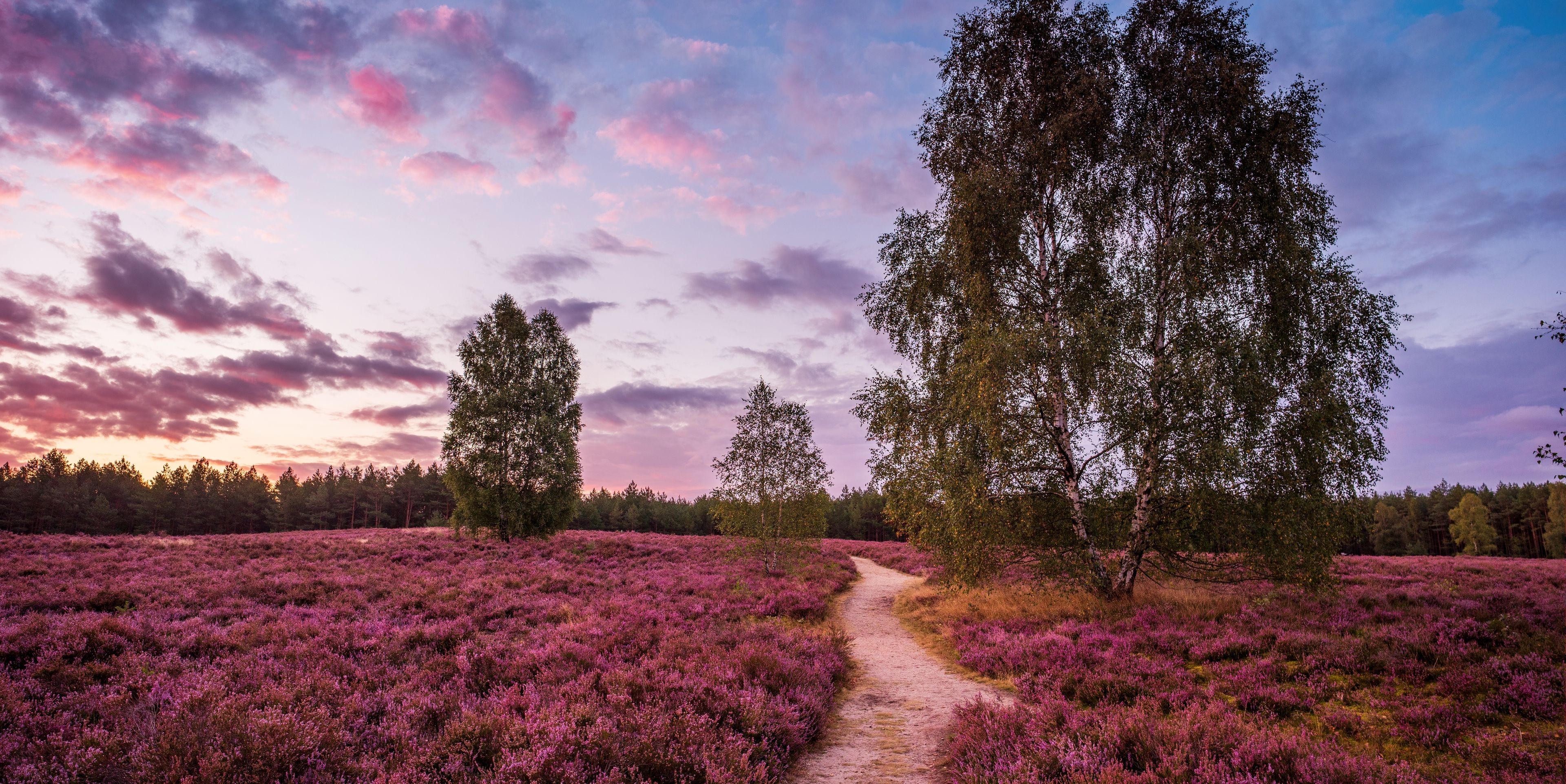 Lüneburger Heide