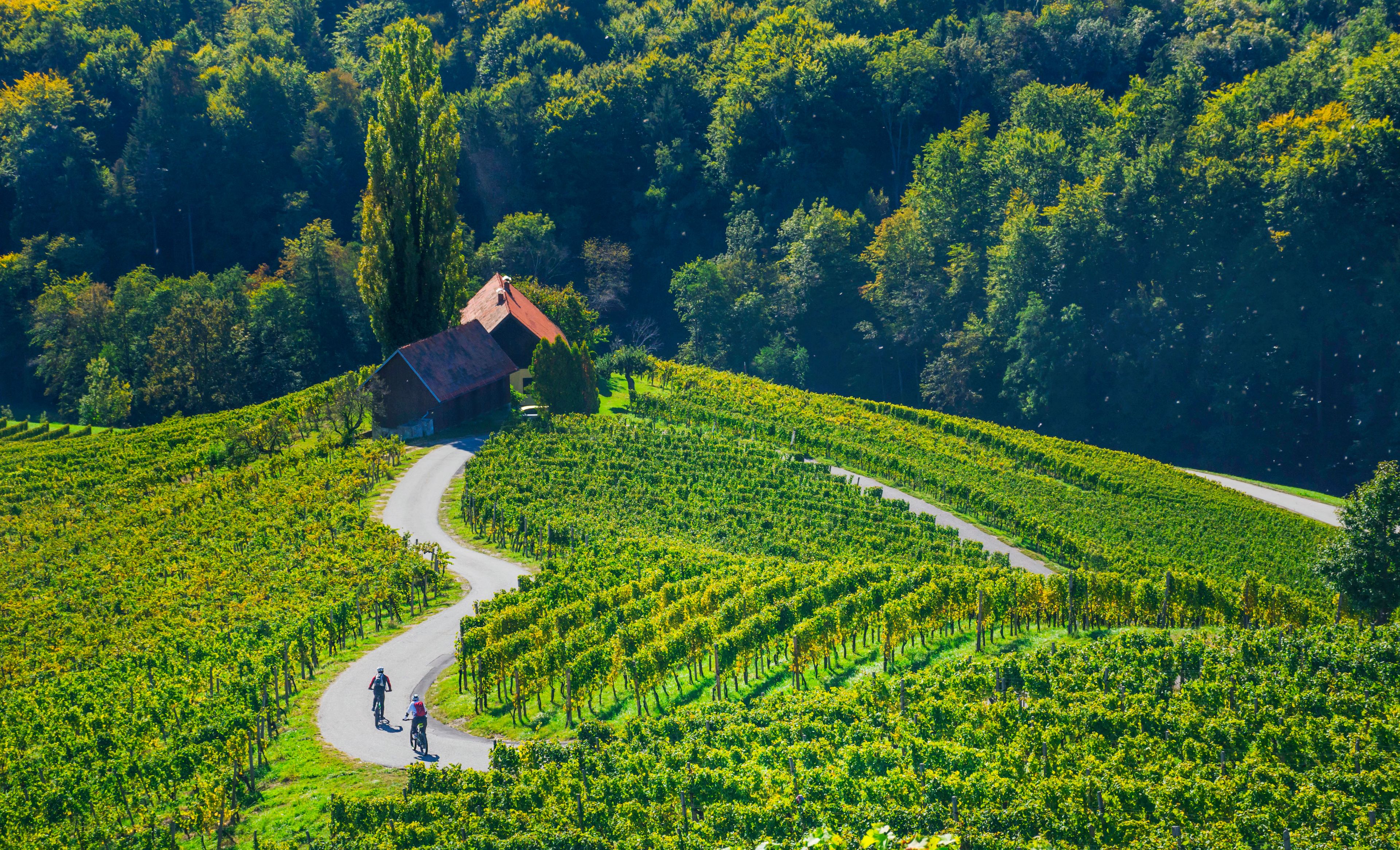 Fahrradfahrer auf Straße durch Weinberge in Slowenien